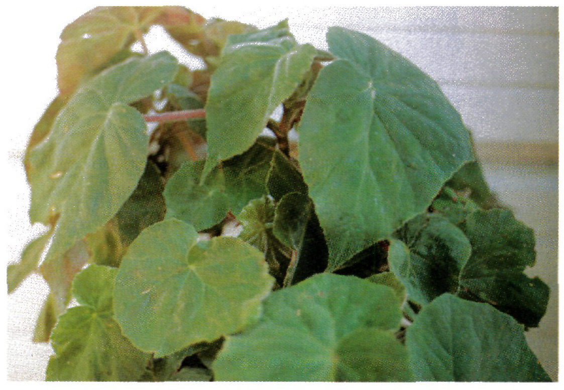 B. ‘Quinebaug; ’